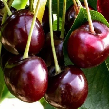 Prunus avium Linda - Linda cseresznye