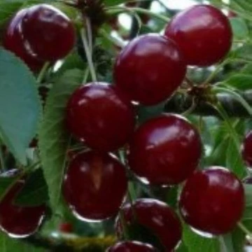 Prunus avium Margit - Margit cseresznye