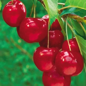 Prunus avium Sunburst - Sunburst cseresznye