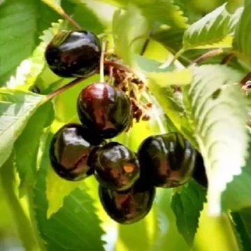 Prunus avium Szomolyai fekete - Szomolyai fekete cseresznye