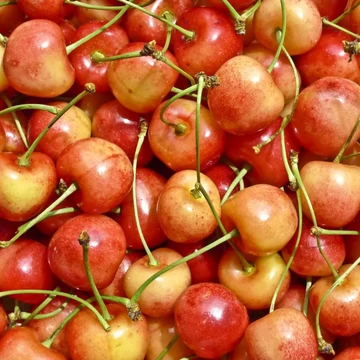 Prunus avium Vega - Vega cseresznye