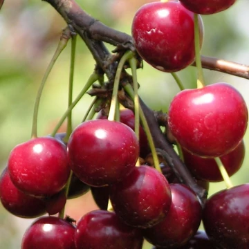 Prunus cerasus Debreceni bőtermő - Debreceni bőtermő meggy