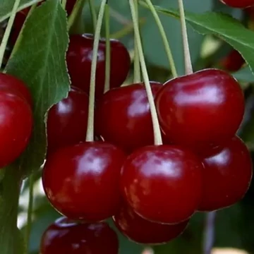 Prunus cerasus Érdi nagygyümölcsű - Érdi nagygyümölcsű meggy
