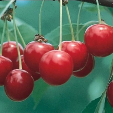 Prunus cerasus Kántorjánosi 3 - Kántorjánosi meggy