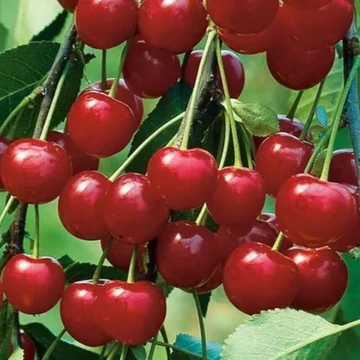 Prunus cerasus Meteor - Meteor meggy
