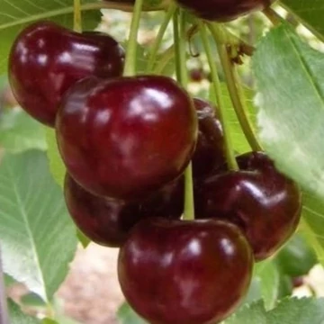 Prunus creasus Érdi jubileum - Érdi jubileum meggy