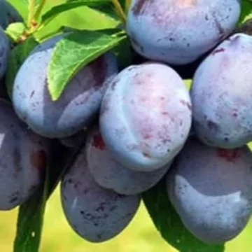 Prunus domestica Ageni- Ageni szilva