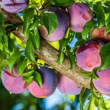 Prunus domestica Althann ringló- Althann ringló szilva