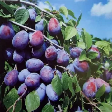 Prunus domestica Besztercei - Besztercei szilva