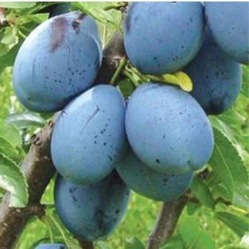 Prunus domestica Bluefre- Bluefre szilva