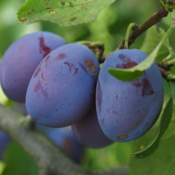 Prunus domestica Debreceni muskotály - Debreceni muskotály szilva