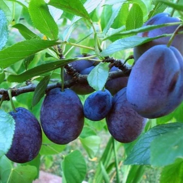 Prunus domestica Stanley - Stanley szilva