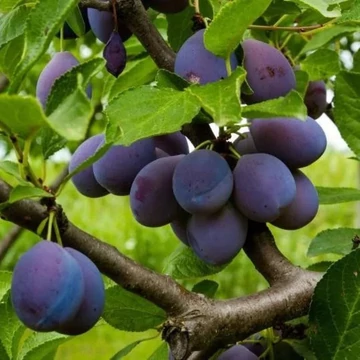 Prunus domestica Tuleo Gras- Tuleo Gras szilva