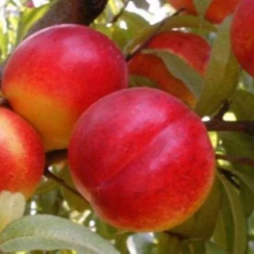 Prunus persica Fantasia - Fantasia kopaszbarack (nektarin)