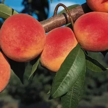 Prunus persica Redhaven - Redhaven őszibarack