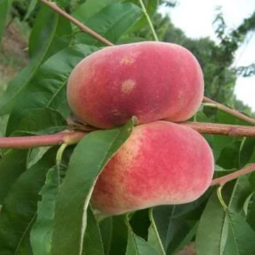 Prunus persica Remény - Remény laposbarack