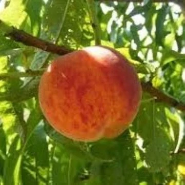 Prunus persica Suncrest - Suncrest őszibarack