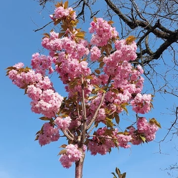 Prunus serrulata Kanzan - Japán díszcseresznye