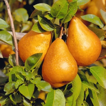 Pyrus communis Bosc Kobak - Bosc Kobak körte