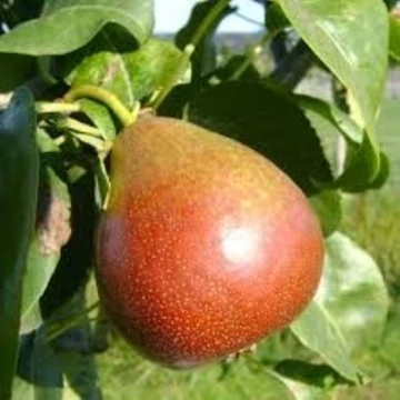Pyrus communis Clapp kedveltje - Clapp kedveltje körte
