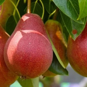 Pyrus communis Piros Vilmos - Piros Vilmos körte
