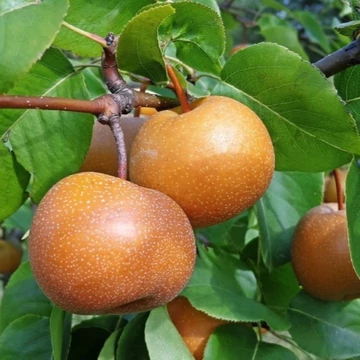 Pyrus pyrifolia Nashi - Nashi körte