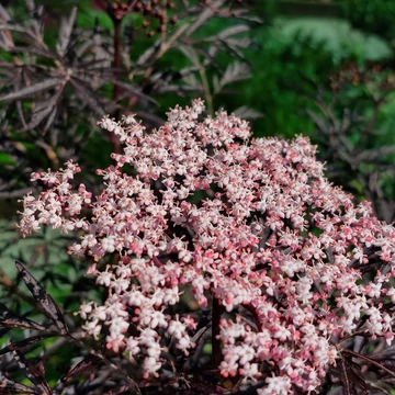 Sambucus nigra Black Lace - Bordó, szeldelt levelű bodza