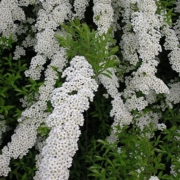 Spiraea cinerea Grefsheim - Hamvas gyöngyvessző