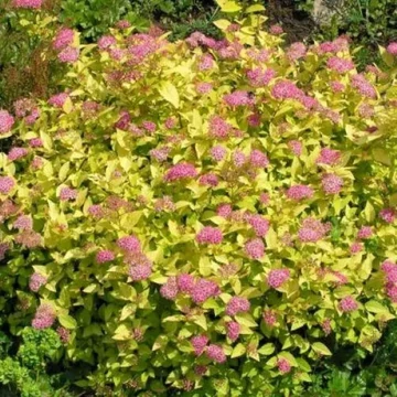 Spiraea japonica Golden Princess - Aranylevelű japán gyöngyvessző