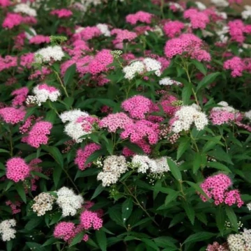 Spiraea japonica Shirobana - Japán gyöngyvessző
