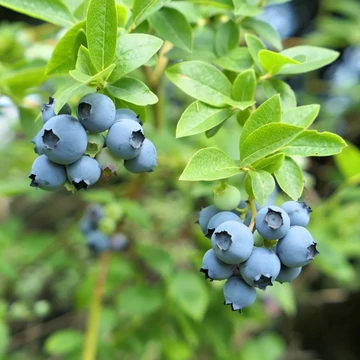 Vaccinium corymbosum Northland - Áfonya