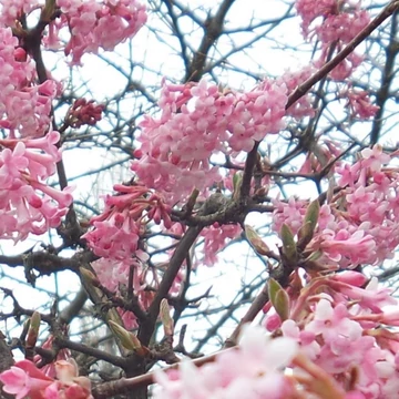 Viburnum bodnantense Dawn- Kikeleti bangita