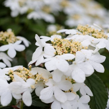 Viburnum plicatum Mariesii  - Redős levelű bangita