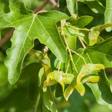 Acer campestre Annys Globe - Mezei juhar