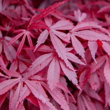 Acer palmatum Bloodgood - Vörös levelű japán juhar