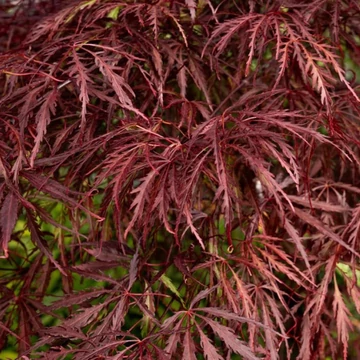 Acer palmatum dissectum Tamukeyama - Szeldelt levelű, törzses, csüngő japán juhar