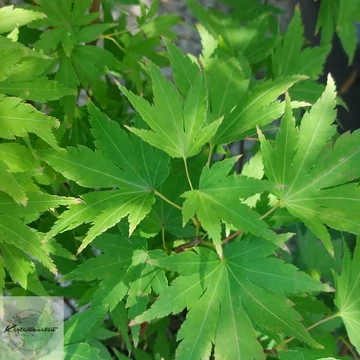 Acer palmatum Orange Dream - Japán juhar