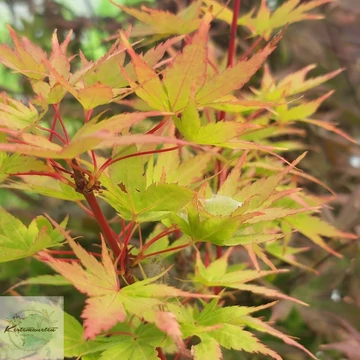 Acer palmatum Sango Kaku - Zöld levelű japán juhar