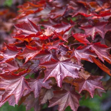 Acer platanoides Crimson King - Bordó lvevlű juhar (Vérjuhar)