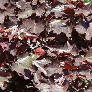 Acer platanoides Faassen's Black (Crimson King) - Többtörzses vérjuhar