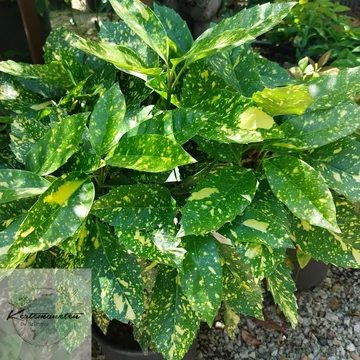 Aucuba japonica Golden King - Japán babérsom