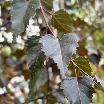 Betula pendula Purpurea - Bordó levelű nyír
