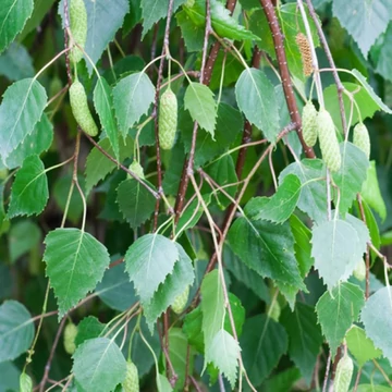 Betula pendula Youngii - Csüngő nyír