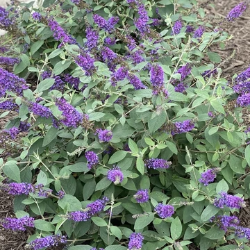 Buddleja davidii Blue Chip - Törpe nyáriorgona