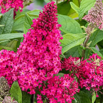 Buddleja davidii Butterfly candy Little ruby- Törpe nyáriorgona