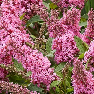 Buddleja davidii Little Pink- Törpe nyáriorgona