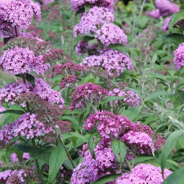 Buddleja davidii Pink Delight - Nyáriorgona