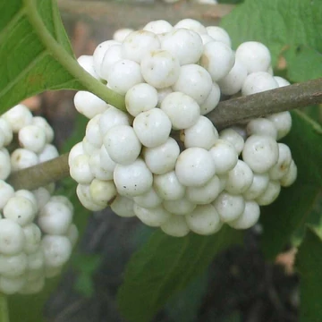 Callicarpa japonica Leucocarpa - Japán lilabogyó (fehér termésű)