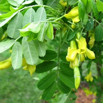 Caragana arborescens Pendula - Csüngő borsófa