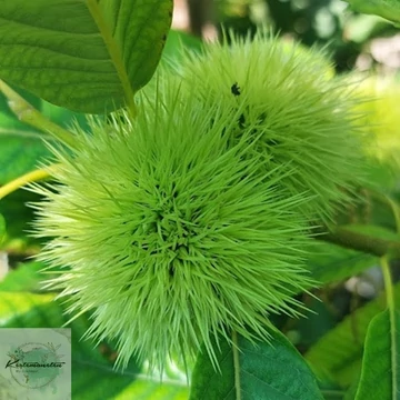 Castanea sativa Bouchle de Betizac - Szelídgesztenye